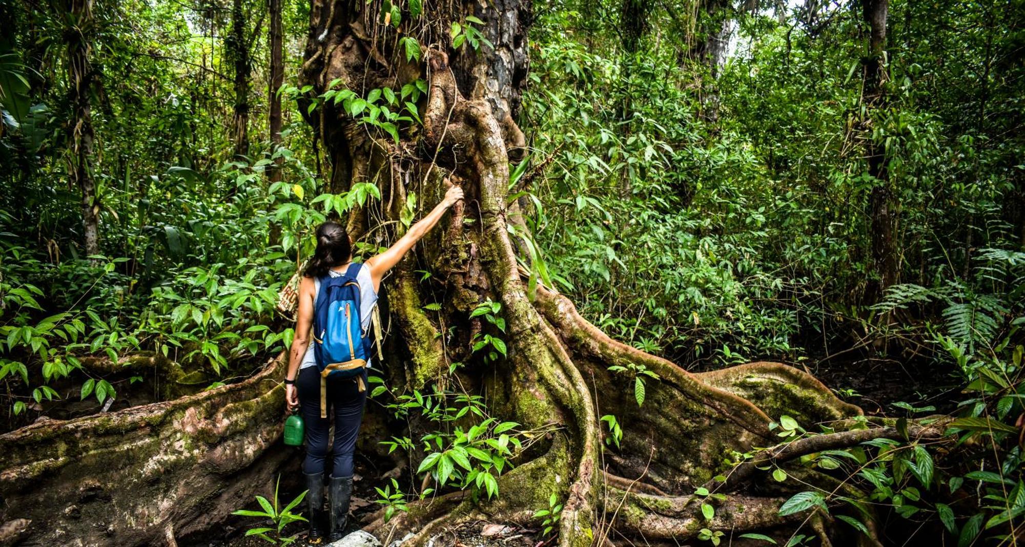 Jardin Botanico Del Pacifico Y Mecana Ecohotel バイーア・ソラノ エクステリア 写真