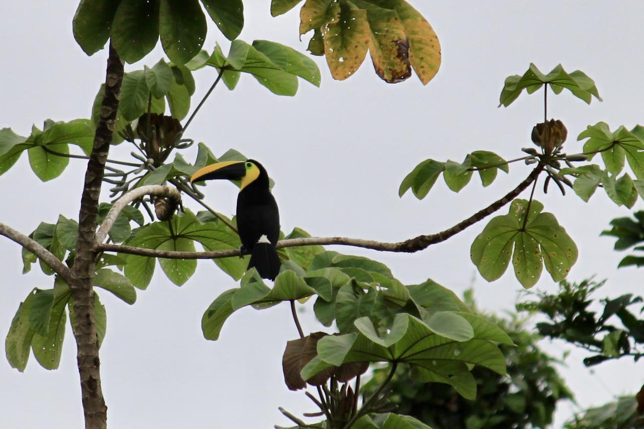 Jardin Botanico Del Pacifico Y Mecana Ecohotel バイーア・ソラノ エクステリア 写真