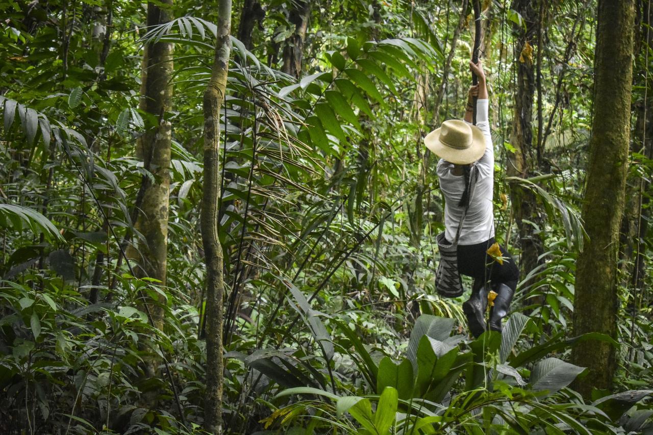 Jardin Botanico Del Pacifico Y Mecana Ecohotel バイーア・ソラノ エクステリア 写真